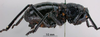 female, lateral view (syntype of Eugaster guyoni inornata). Depicts CollectionObject 1530830; cb9f8682-9805-4f07-9557-06b3ea4399e2, a CollectionObject.