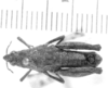 CollectionObject 1525987; a52c2a32-a449-491e-b10a-b0438e2be68d: male, dorsal view (allotype). (CollectionObject).