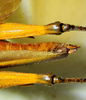 CollectionObject 1498828; 1783afad-7590-4bb1-b9be-3e5e70c2c749: 2012. female, abdomen and hind tibiae, dorsal view. (CollectionObject).
