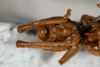 CollectionObject 1475044; d8369333-1638-42f1-ae2e-344fb65653ac: male, posterior view (holotype). (CollectionObject).