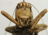 male, frontal view (lectotype of Tettigonia maroccana). Depicts CollectionObject 1535196; a0dbb03d-48a4-4c2d-a5e8-d5d9b8c9e70f, a CollectionObject.