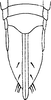 Ovipositor on Dikrella (Dikrella) imbellis (Lawson, 1930) now Dikrella (Dikrella) californica (Lawson, 1930): Ovipositor. (Observation).