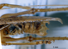 CollectionObject 1516536; NNM 3224766, 865316f2-491c-431b-a8a8-adb7e14dd5a9: male subgenital plate (paratype). (CollectionObject).
