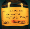 CollectionObject 1502478; 532e8bd0-eb58-4203-870a-03b211844515: specimen vial (paratype). (CollectionObject).