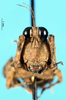 CollectionObject 1574683; 2477b91d-f54b-453c-936f-eab58bb228c1: female, frontal view (syntype). (CollectionObject).
