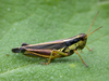 Dichroplus paraelongatus Carbonell, 1968: female. (Otu).