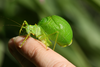 Aerotegmina megaloptera Hemp, 2013: male (Kisarawe, Tanzania). (Otu).