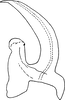Aedeagus, lateral view on Erythridula atrimucronata (Beamer, 1930): Aedeagus, lateral view. (Observation).