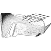 Pygofer, lateral view: Pygofer, lateral view. (Observation).