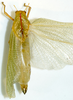 Bullacris serrata (Thunberg, 1810): male, dorsal view. (Otu).