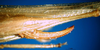 CollectionObject 1500363; f7d0ae29-93ad-4026-a79c-d05ce38bbefa, DORSA BTxipaliHTF: female ovipositor (holotype). (CollectionObject).