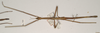 CollectionObject 1561618; cb180209-7ab4-4723-b868-4ad8c10b8435: copyright OUMNH. Bacillus patellifer female (holotype). (CollectionObject).