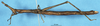 CollectionObject 1507107; 42044f68-a6c0-4c16-93c6-e9d8f38d809e: female, lateral view (syntype of Apioscelis gracilis). (CollectionObject).