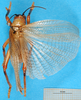 CollectionObject 1500136; 1061f6f8-83cf-48dd-a6c1-095493f7d148: male, dorsal view. (CollectionObject).