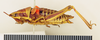 CollectionObject 1518429; 70d8359f-c8bb-4d9e-a870-e2d650e3cdfd: female, lateral view (holotype). (CollectionObject).