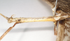 CollectionObject 1557432; NHMUK(SF IMPORT DUPLICATE) 844929, c9c96259-acb5-4e0f-a4e6-481fe999c5ba: copyright Natural History Museum, London. male: head and thorax, lateral view of synonym Bactrododema aculiferum (syntype). (CollectionObject).
