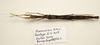 CollectionObject 1591071; 4b562715-8e8e-4fc9-9155-e3cf89eb3edb: copyright MBBJ Bogor. female, ventral view (paratype). (CollectionObject).