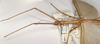 CollectionObject 1558464; 265a6e3d-8035-485c-aba9-aec681d49b9a: copyright OUMNH. male: head and thorax, lateral view (syntype). (CollectionObject).;CollectionObject 1558465; d166c98e-8403-4894-9ef3-61957b4ef40b: copyright OUMNH. male: head and thorax, lateral view (syntype). (CollectionObject).