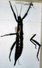 CollectionObject 1558737; 9c07d409-4c4e-468c-a504-e945f42ff11d: copyright ZMAN [Amsterdam]. female (holotype). (CollectionObject).