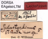 CollectionObject 1537588; 7ad4b898-54af-42a1-8972-04804c90afb2: labels (lectotype of Gelastorhinus striatus). (CollectionObject).
