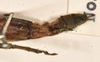 CollectionObject 1558261; 3aff3442-0e53-49ae-93de-908adbc14447: copyright OUMNH. female: end of abdomen, dorsal view (holotype). (CollectionObject).