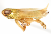 Habitus, lateral view on Pentagramma vittatifrons (Uhler, 1876): (Observation).