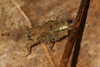 Storozhenkoium pupulus (Bolívar, 1912): 2013. individual from Mahé. (Otu).