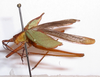 CollectionObject 1475679; ef147de6-945b-48e7-8582-95547db27a17: male, lateral view (holotype). (CollectionObject).