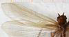CollectionObject 1531283; 686a8d1e-bbd5-448a-9cef-03c5d533e458: female, left tegmen (holotype). (CollectionObject).