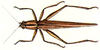 Secsiva univitta Walker, 1869: female, dorsal view. (Otu).