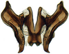 Connective: !! display not done !! on Attenuipyga (Dorycara) Emeljanov, 1966: Attenuipyga platyrhyncha, connective and stylus, ventrally (INHS). (Observation).