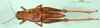 CollectionObject 1567332; 6fb008e8-72d8-4131-b230-6b1c9d7cec0b: female, dorsal view (paratype). (CollectionObject).