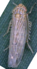 Habitus, dorsal view: !! display not done !! on Dalbulus maidis (DeLong & Wolcott, 1923): Habitus, dorsal view. (Observation).