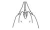 Dendrophilacris machigenga Descamps, 1980: Fig. 151. female abdomen tip, ventral view. (Otu).