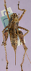 CollectionObject 1575955; 56138d2e-71a2-4396-99d8-3dd13d875397, cbt039s05: female, dorsal view (paratype). (CollectionObject).