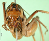 CollectionObject 1580542; eb80846c-65a2-4255-9561-3e6203de6e68: female, frontal view (Rhaphidophora picea). (CollectionObject).