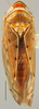 Habitus, dorsal view: Osbornellus auronitens, dorsal habitus (INHS). (Observation).