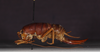 CollectionObject 1583554; e6932a2c-8d85-4c05-873d-5eb59ad9cdd1: female, lateral view (paratype). (CollectionObject).