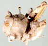 Crypsicerus glaber (Miller, 1932): male, lateral view. (Otu).