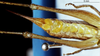 CollectionObject 1536696; bf9293c8-9694-4b52-a62f-2f72b6f373a7: female, ventral view (paratype). (CollectionObject).