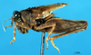 CollectionObject 1502006; 90e47e0a-cf15-4855-b71b-c60db9ff9bd6: subadult male, lateral view. (CollectionObject).