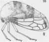 Habitus, lateral view on Cyrtolobus celsus Van Duzee, 1916: (Observation).