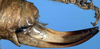 female ovipositor (holotype). Depicts CollectionObject 1531858; 5033513a-700d-4584-8b09-cb70d2d17bff, a CollectionObject.