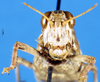 CollectionObject 1537529; 96dde1f5-34d5-4dd6-8194-83642dce2d90: female, frontal view (syntype). (CollectionObject).