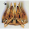 Subgenital plate, ventral view on Bretega linnavuorii Stiller, 2017: Pygofer ventral appendages, ventral view. (Observation).
