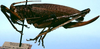 CollectionObject 1522320; 1ebec1da-1cf0-4342-ac5a-1a98d300d40a: female, lateral view (holotype). (CollectionObject).