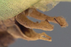 CollectionObject 1506508; 79009009-0d05-445d-bd55-9e1382000405: male cerci (syntype of Plagiopleura arbustorum). (CollectionObject).