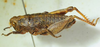 CollectionObject 1498697; 922d6b58-9b60-4168-8926-1f438a0de90d: female, lateral view. (CollectionObject).