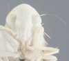 Head on Aguriahana paivana (Distant, 1918): Head. (Observation).