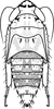Nymph: !! display not done !! on Lamprotettix nitidulus (Fabricius, 1787): (Observation).